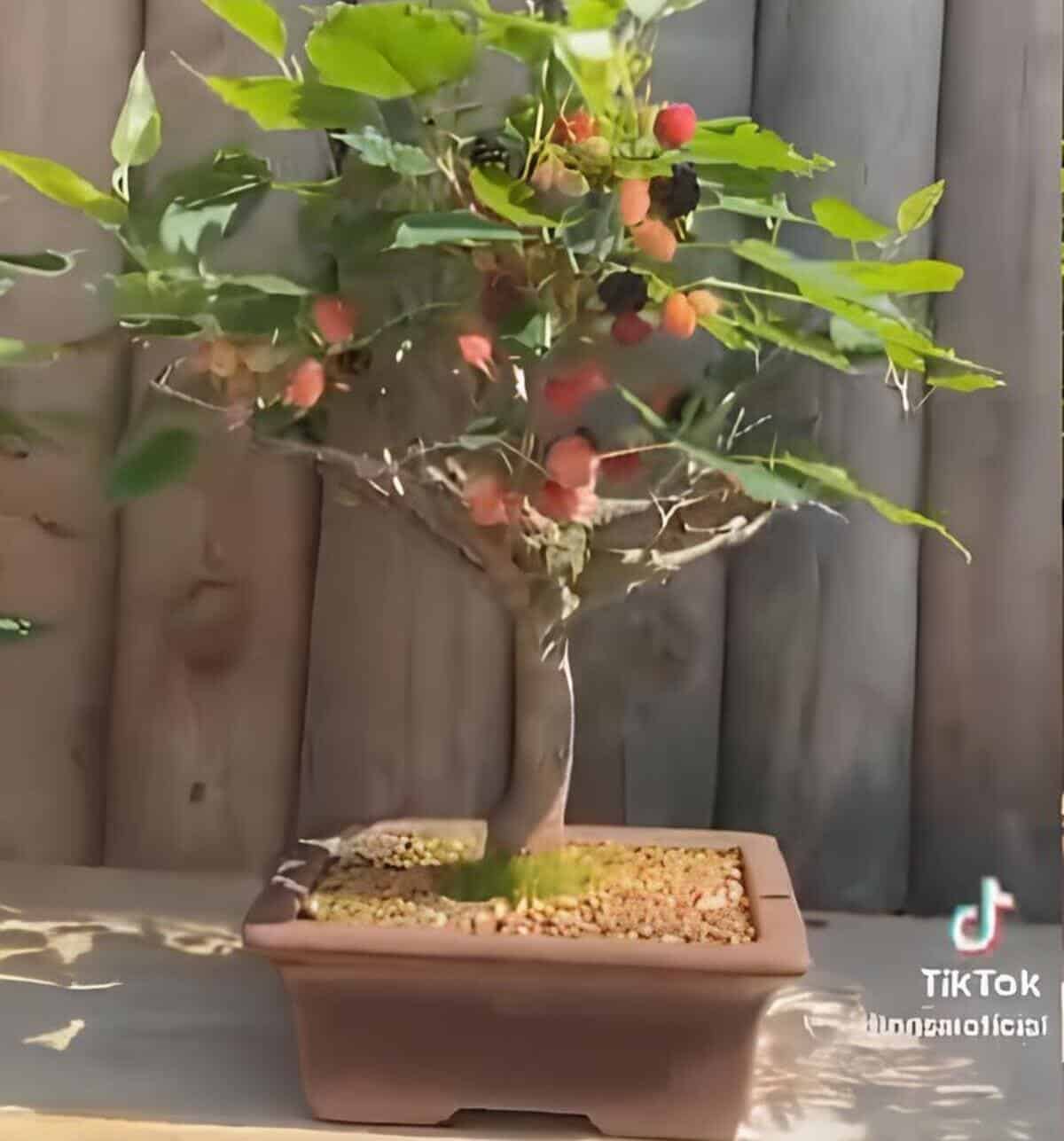 Especialista em bonsai choca a internet mostrando bonsais de amorinha.