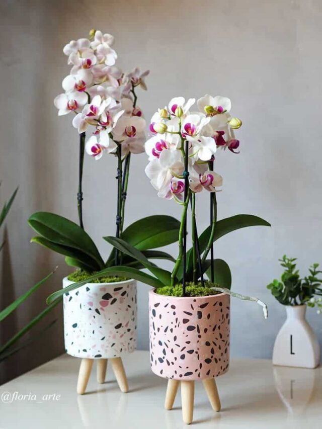 Substrato para orquideas