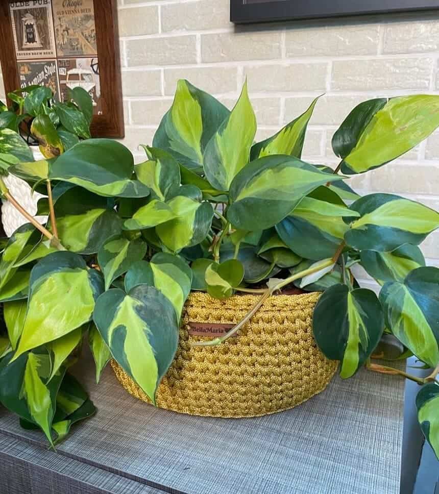 Filodendros: plantas para ter em casa que vão encantar você