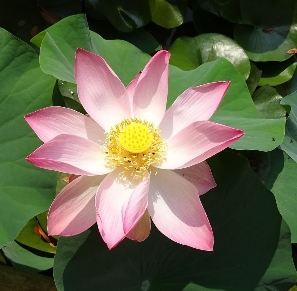 Plantas e Flores para Cada Signo: Descubra Qual Espécie Harmoniza com a Sua Energia