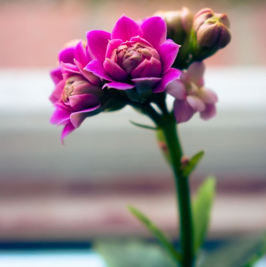 Como cultivar kalanchoe blossfeldiana, a planta popularmente conhecida como flor-da-fortuna?
