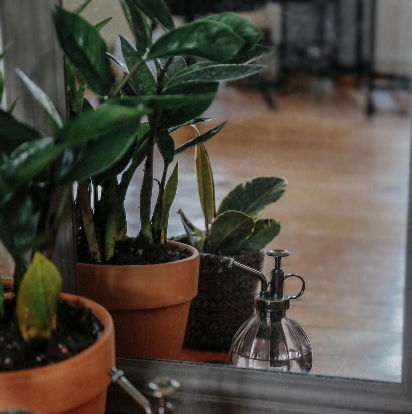 Planta da Fortuna: 6 Curiosidades Sobre a Zamioculca que você precisa conhecer.