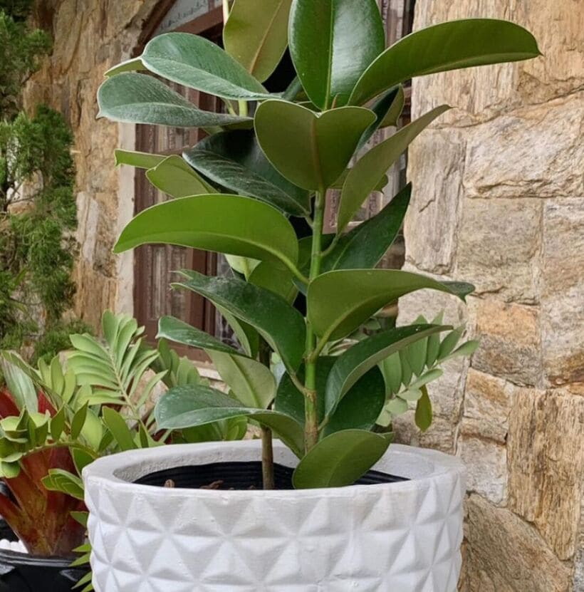 plantas perenes cloe
