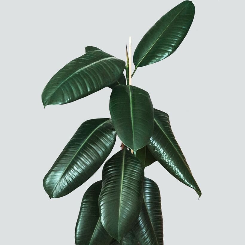 Cuidado com Estas Plantas! Elas Podem Rachar Vasos e Levantar Calçadas