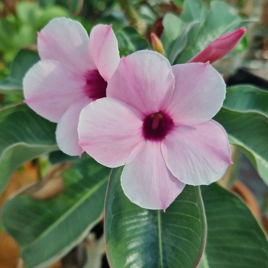 Adenium boehmianum: uma suculenta exótica e venenosa