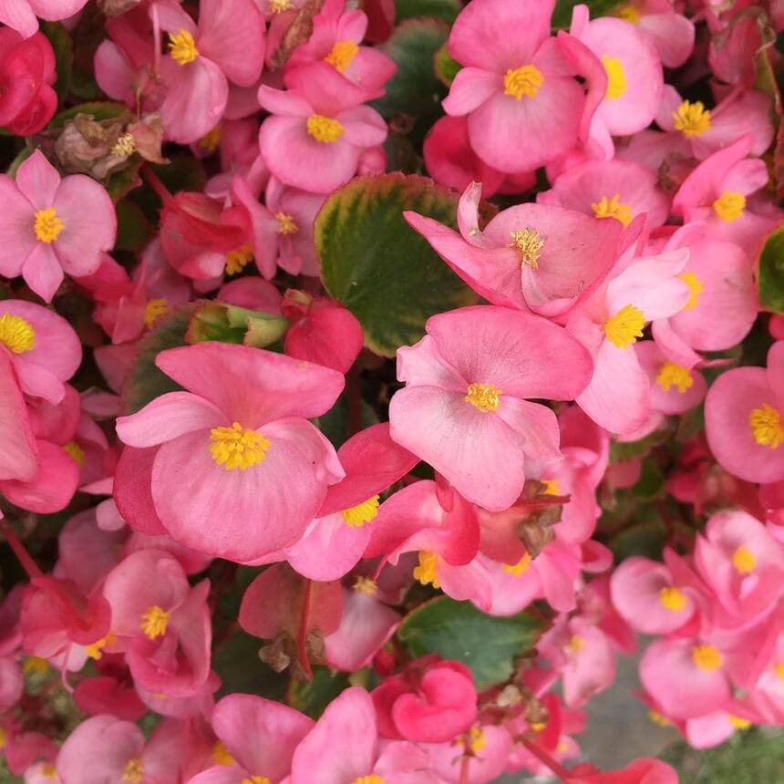 Begônia de cera: uma planta encantadora para decorar o seu jardim