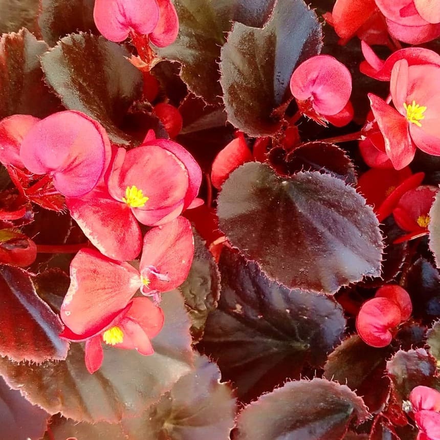 Begônia de cera: uma planta encantadora para decorar o seu jardim