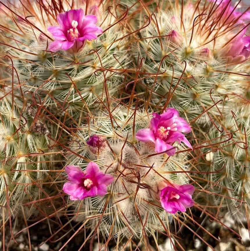 Cacto mammillaria bombycina: como cultivar essa espécie florida repleta de espinhos?