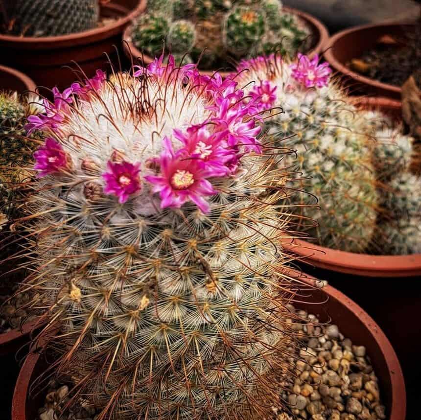 Cacto mammillaria bombycina: como cultivar essa espécie florida repleta de espinhos?