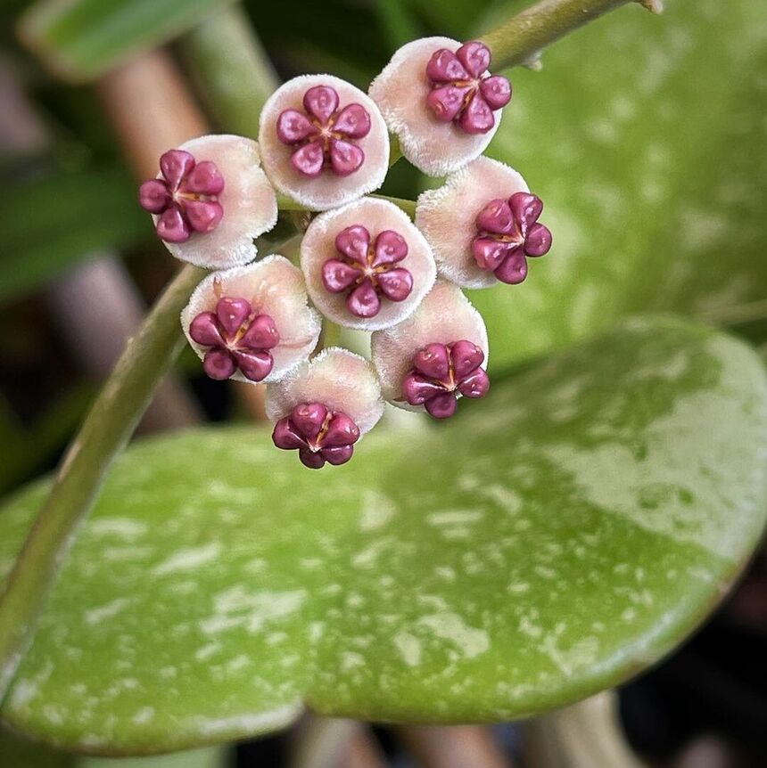 6 plantas que não precisam de sol ótimas para ter dentro de casa (ou do apartamento).