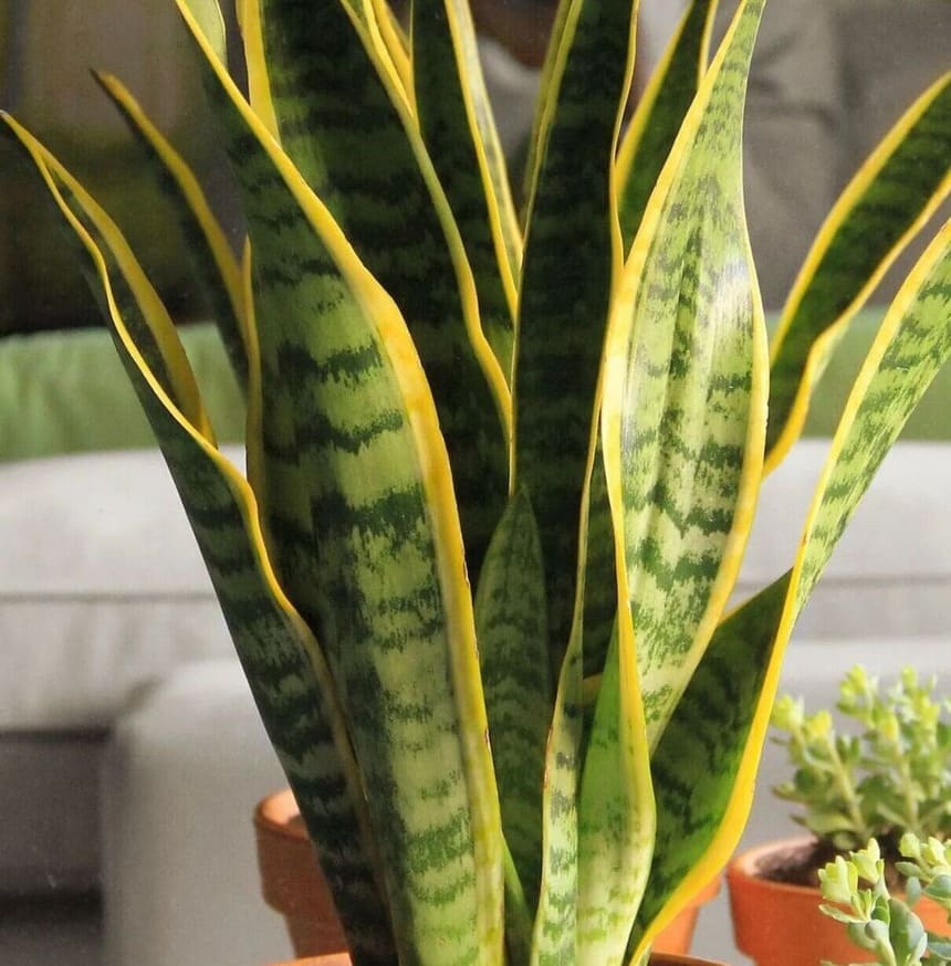 Lingua-de-Sogra (Sansevieria trifasciata): Guia Completo para Cultivo e Cuidados