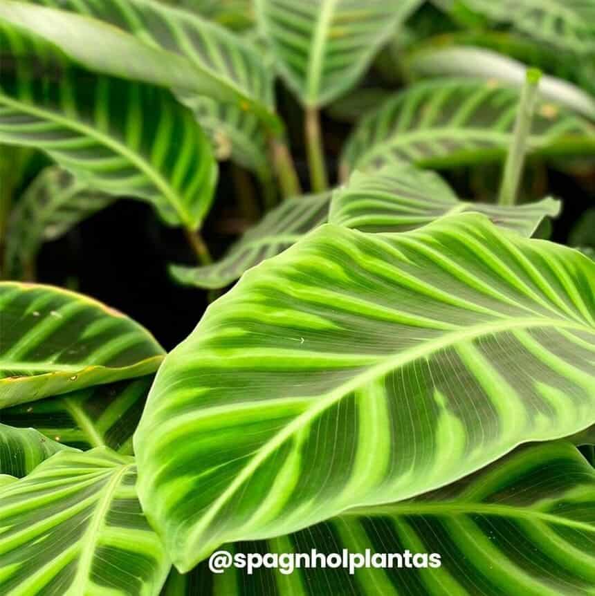 Maranta zebrina: a planta que encanta com suas folhas listradas.