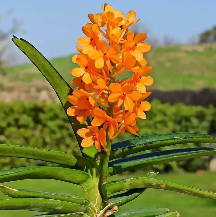 5 variedades de orquídeas do mato.
