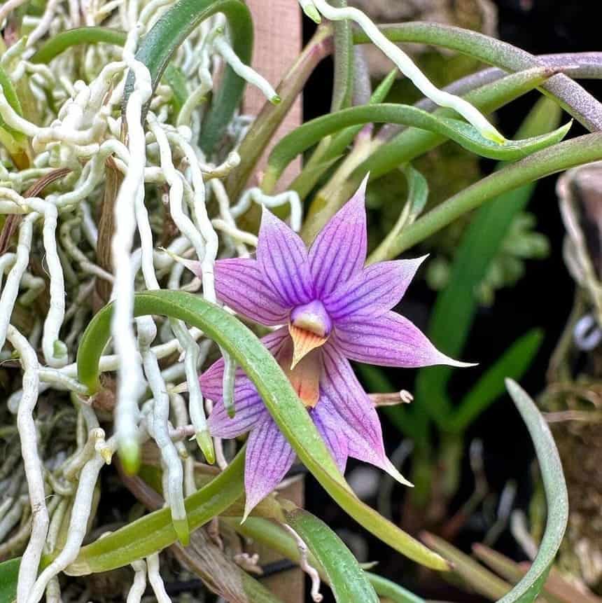 5 variedades de orquídeas do mato.