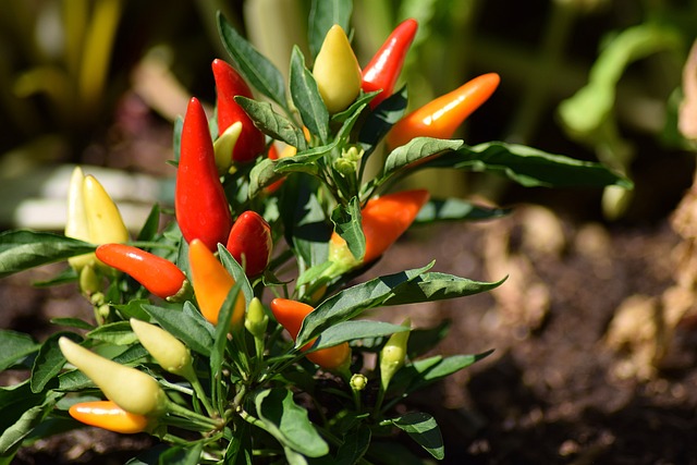 7 Plantas Místicas Segundo as Crenças Populares