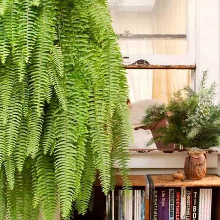 Plantas e Flores para Cada Signo: Descubra Qual Espécie Harmoniza com a Sua Energia