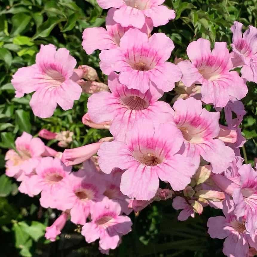 6 motivos para você ter a trepadeira Sete-léguas em seu jardim