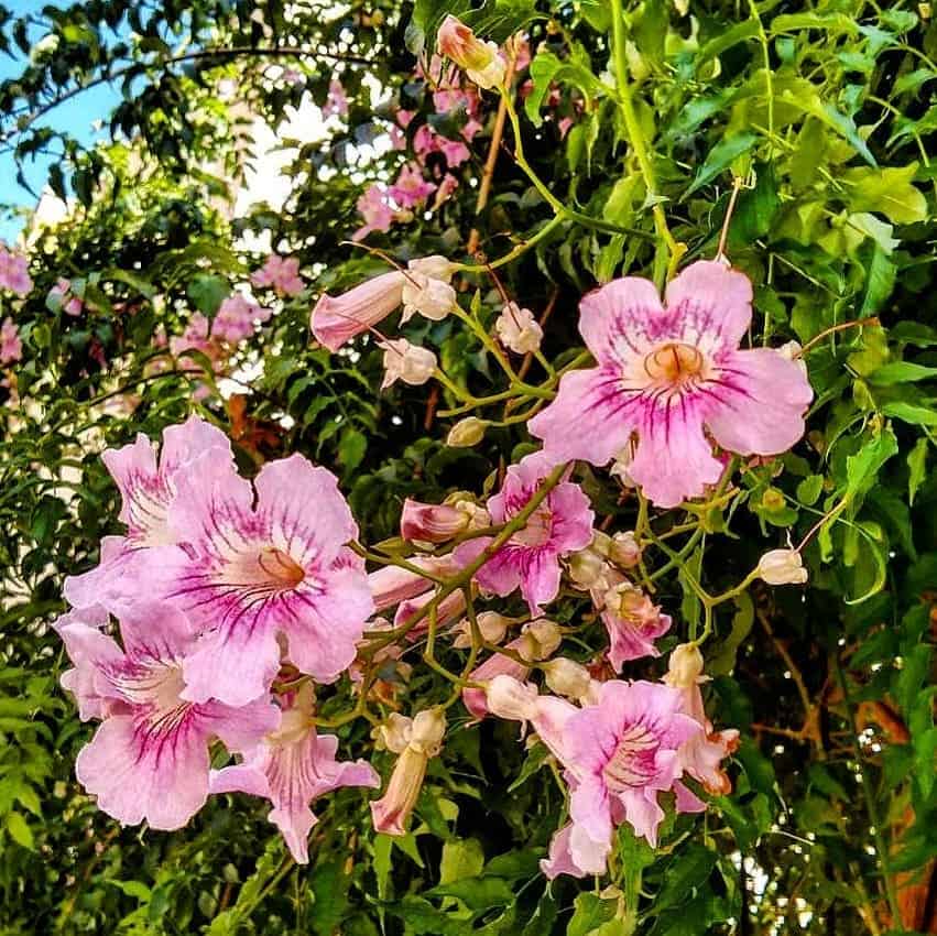 6 motivos para você ter a trepadeira Sete-léguas em seu jardim