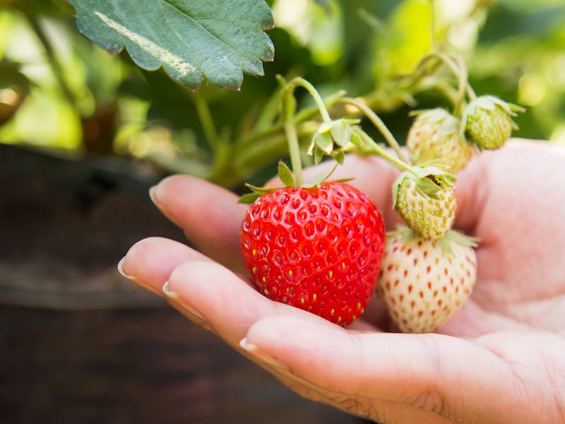 Especialista ensina 3 truques importantes sobre como plantar morango em casa.