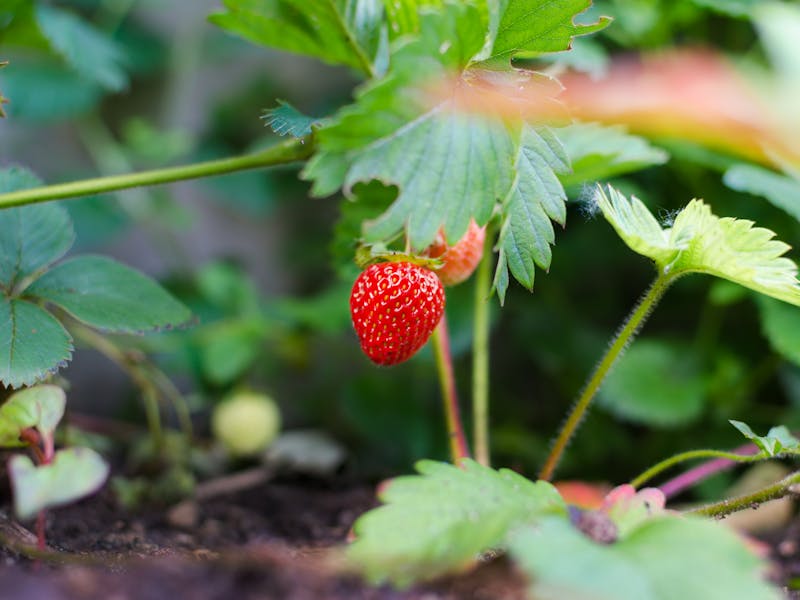 Especialista ensina 3 truques importantes sobre como plantar morango em casa.