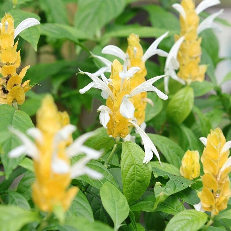 Banho de sol com charme: 6 plantas que amam a luz intensa