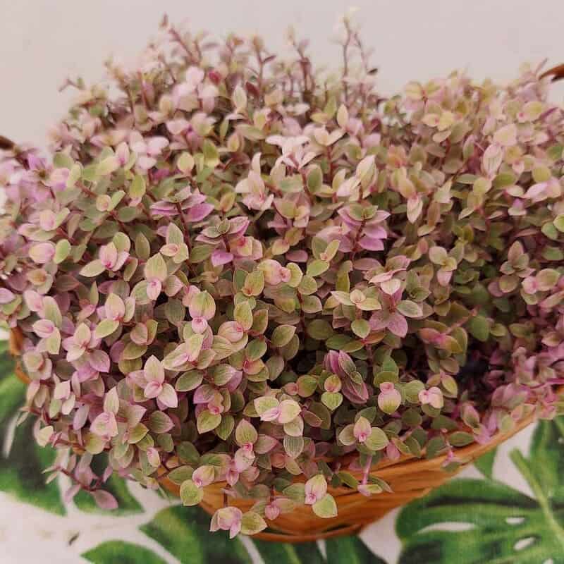 4 Plantas de Fácil Cultivo para Decorar o Quarto