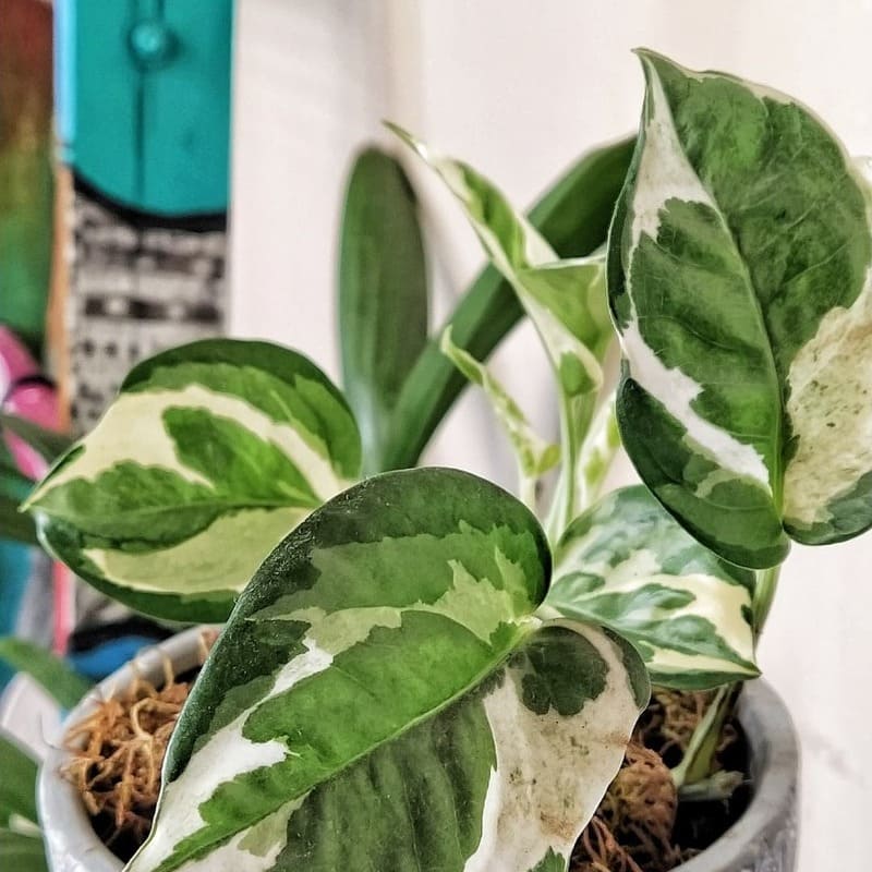 4 Plantas de Fácil Cultivo para Decorar o Quarto