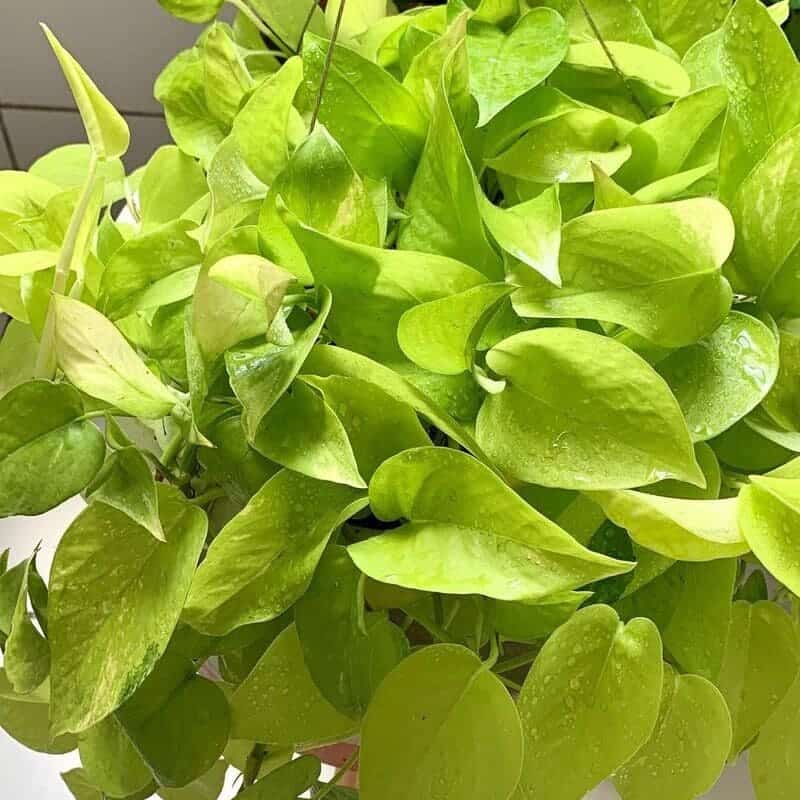 4 Plantas de Fácil Cultivo para Decorar o Quarto