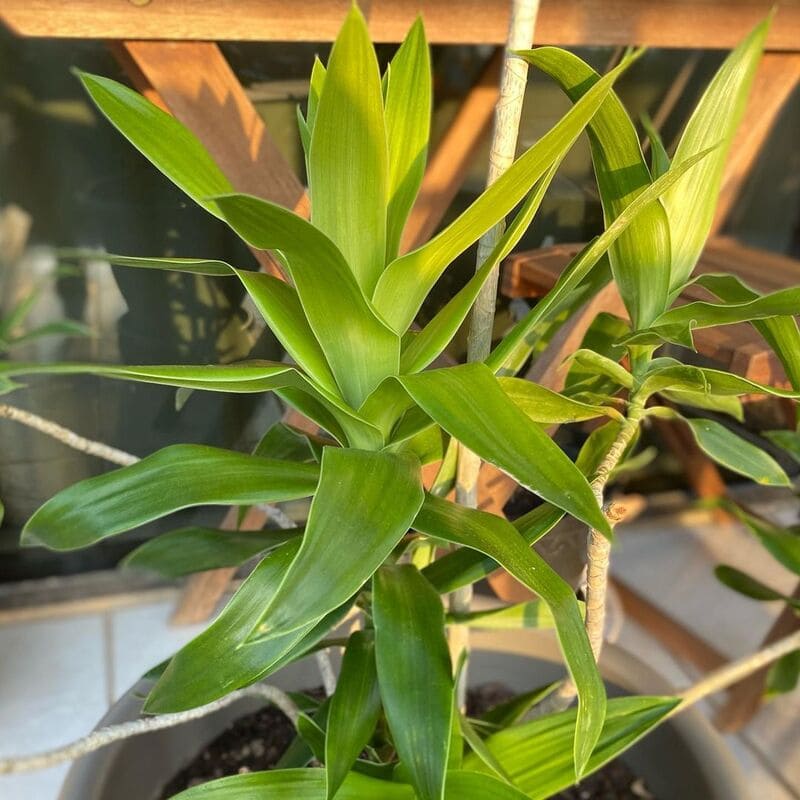 Pleomele Verde (Dracena reflexa): Guia Completo para um Cultivo de Sucesso