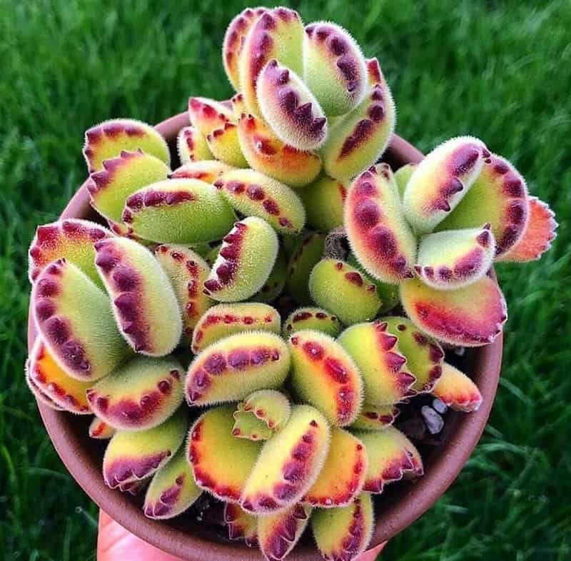 Suculenta Patinha de Urso (Cotyledon Tomentosa): Guia de cultivo dessa planta com folha aveludada.