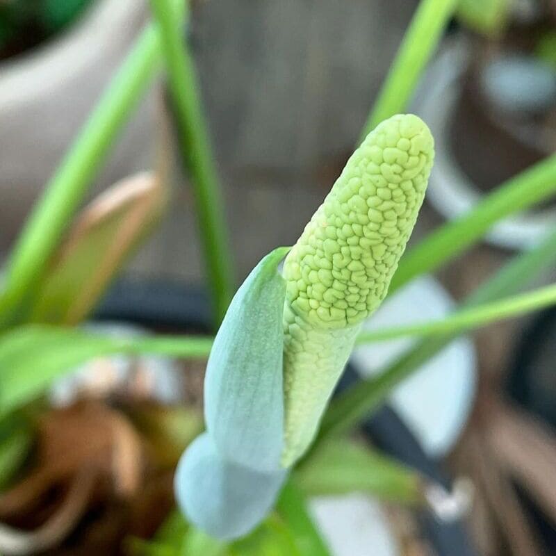 Cuidados com a Alocasia Cucullata: Tudo que Você Precisa Saber para Ter Sucesso no Cultivo