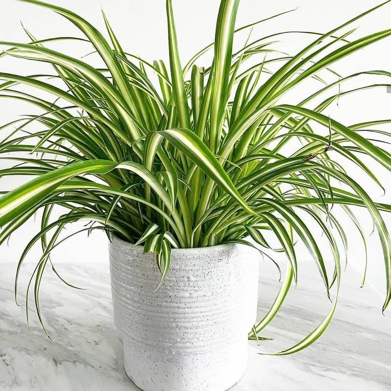 Ar puro dentro de casa: conheça plantas que purificam o ar e vivem bem sem sol direto