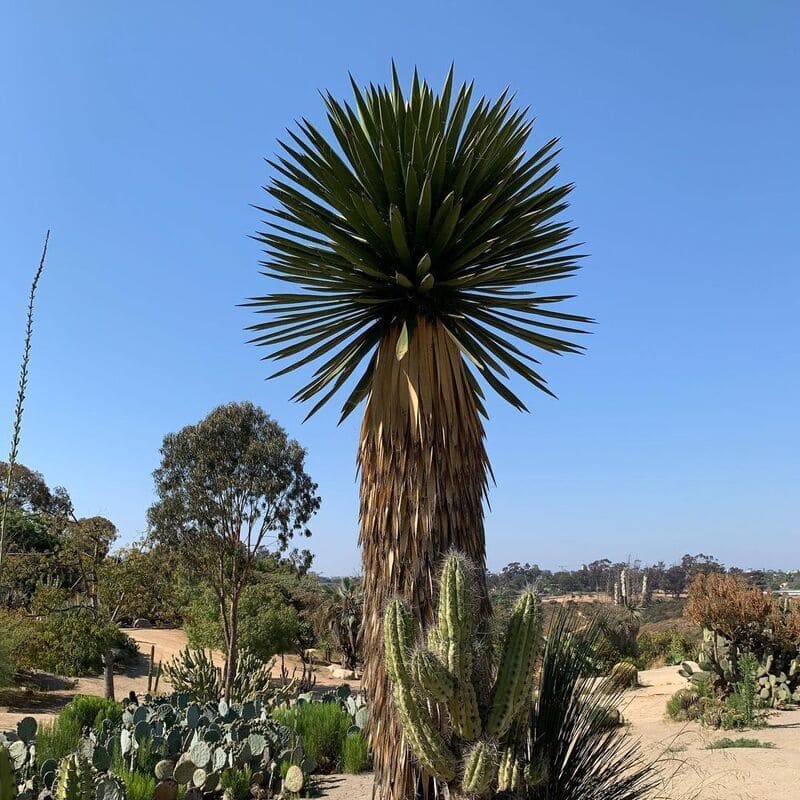 Dracaena draco: Descubra os segredos para cultivar essa planta única e embelezar seu jardim
