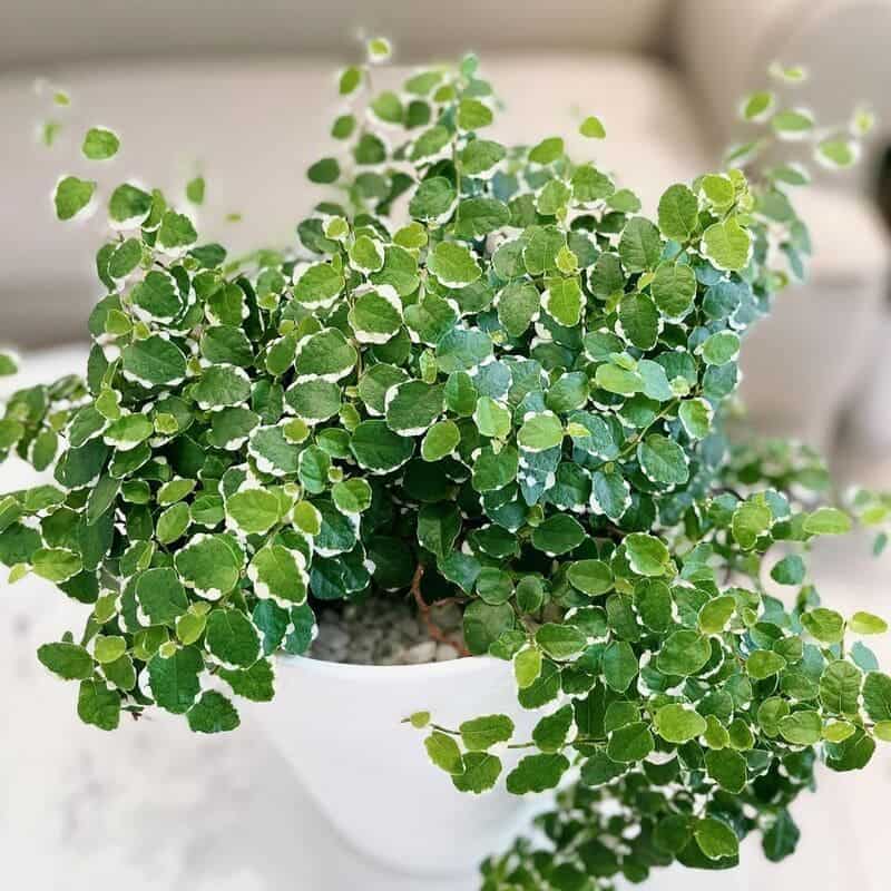 Planta Ficus: A nova Queridinha dos Plant Lovers