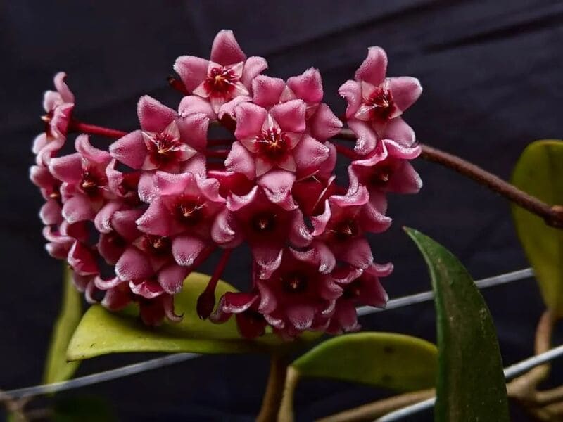 Flor de Cera Vermelha: Desvende a beleza e os segredos dessa joia botânica