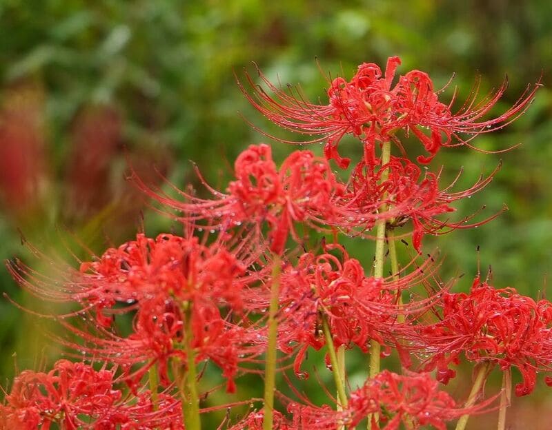 Lírio aranha vermelho: significados, características, curiosidades e cultivo.
