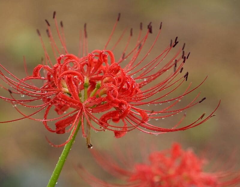 Lírio aranha vermelho: significados, características, curiosidades e cultivo.