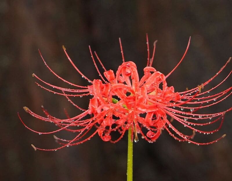 Lírio aranha vermelho: significados, características, curiosidades e cultivo.
