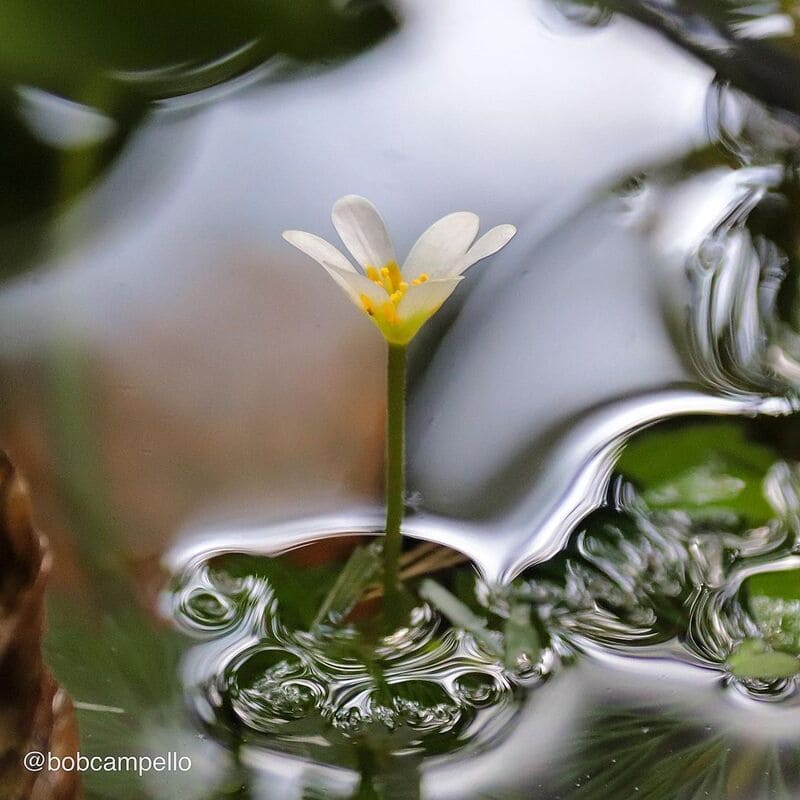 Plantas Aquáticas: características, classificação e espécies populares.
