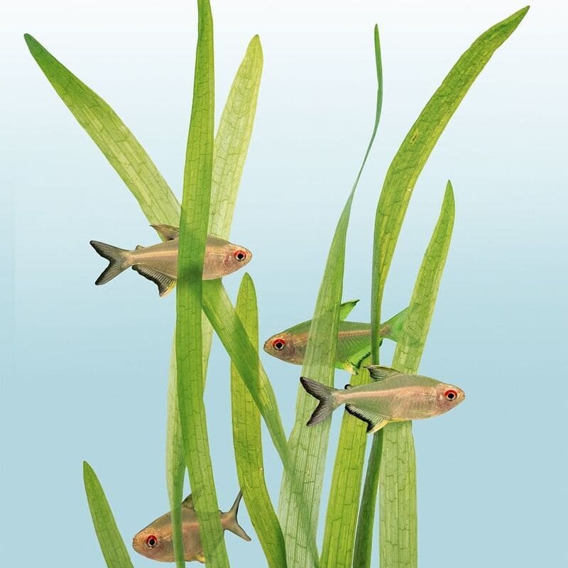 Plantas Aquáticas: características, classificação e espécies populares.
