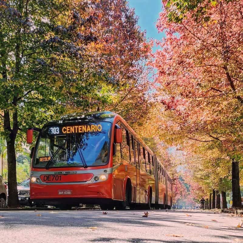 Pronto para se encantar? Explore a Mágica Rua do Outono em Curitiba