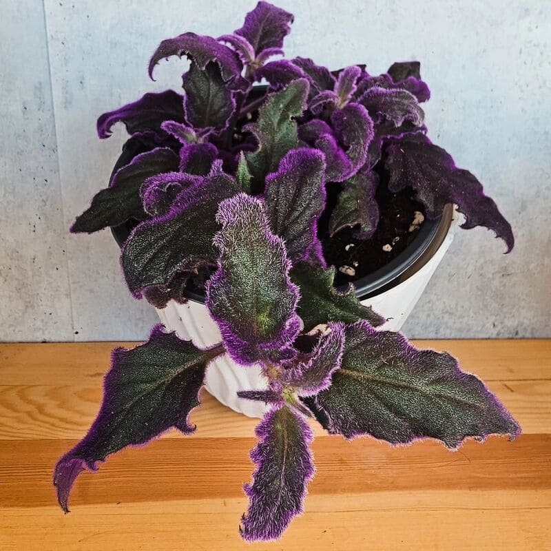 Veludo-Roxo (Gynura aurantiaca): uma planta ornamental de folhagem exuberante e coloração vibrante.