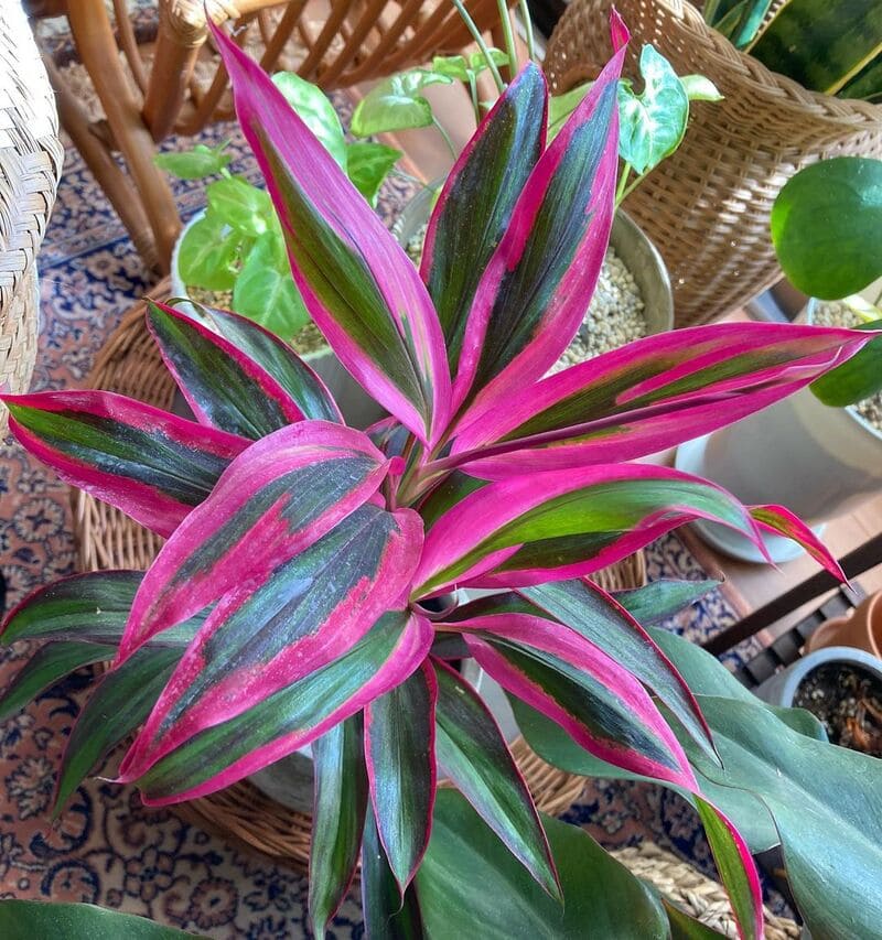Coqueiro-de-vênus (Cordyline fruticosa): Cultivo, Cuidados e Variedades