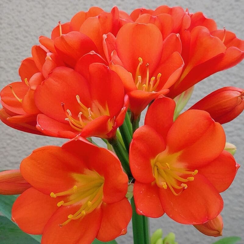 Clivia: características, variedades e dicas para o cultivo dessa planta arbustiva.