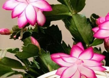 flor de maio