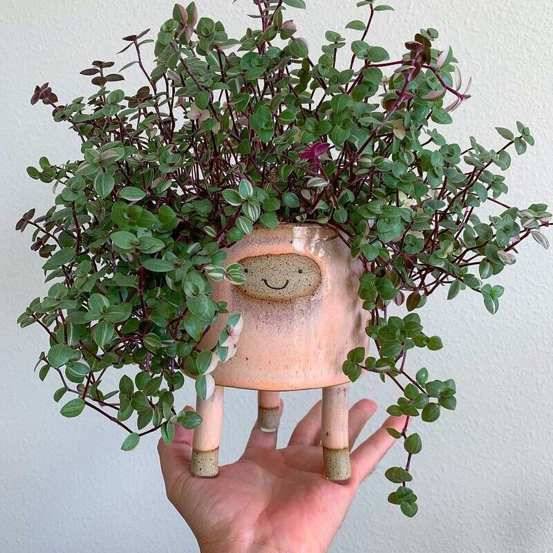 planta Dinheiro em Penca