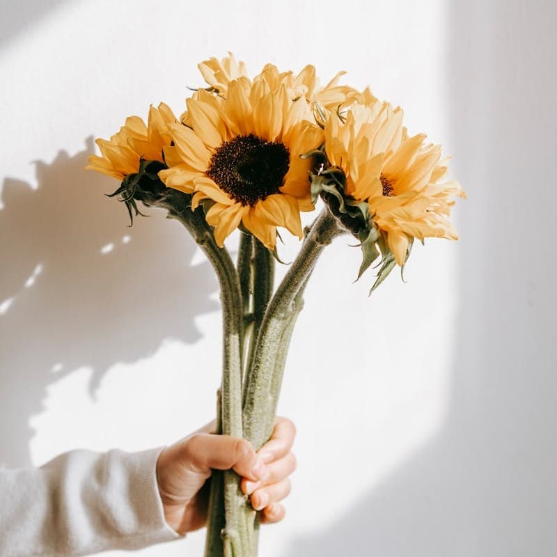 5 Flores Mais Escolhidas para o Dia das Mães