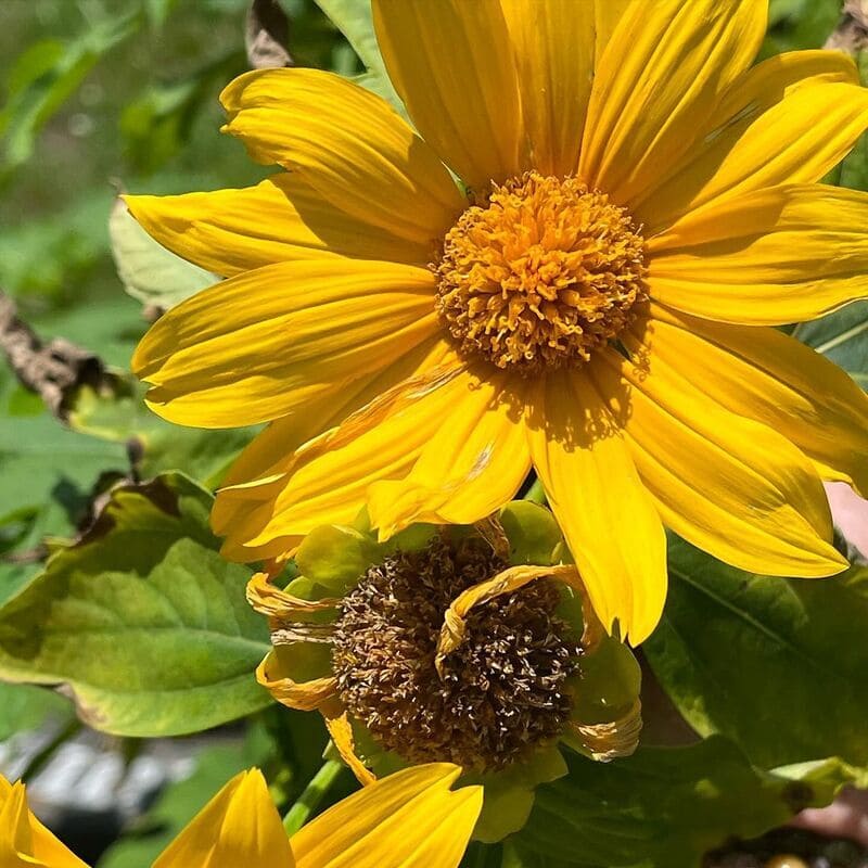 Flores de Outono: Arbustos que Transformam Seu Jardim na Estação das Cores