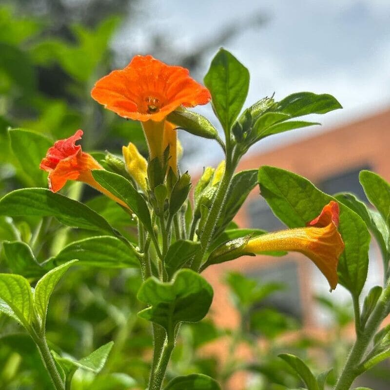 Flores de Outono: Arbustos que Transformam Seu Jardim na Estação das Cores