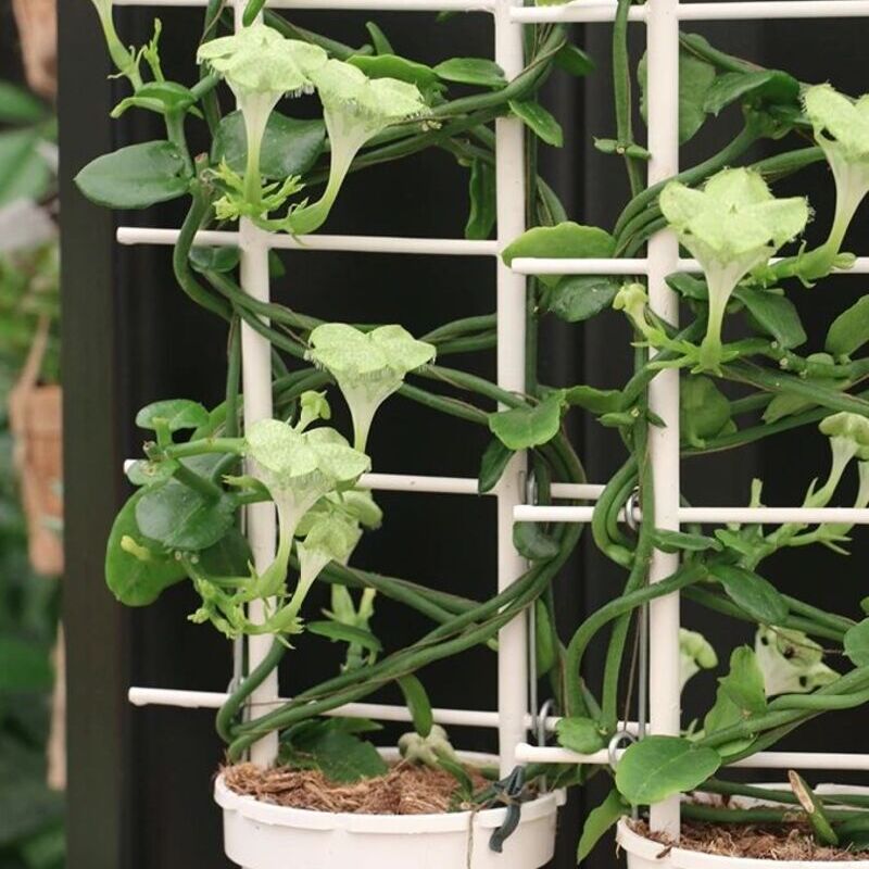 Ceropegia Sandersonii: Conheça a Encantadora Planta Paraquedas